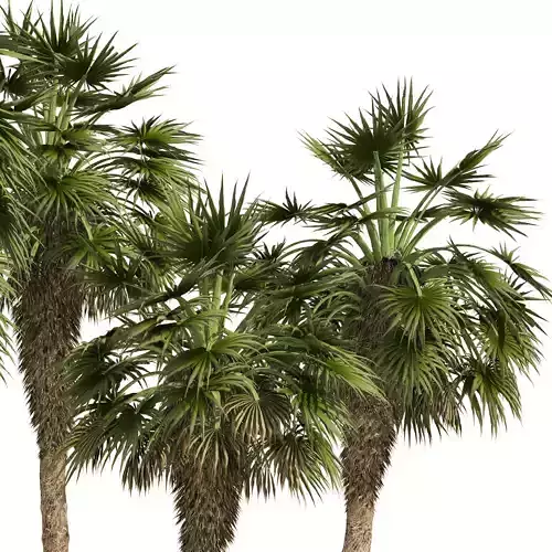 5 Fountain Palms Low-poly 3D model