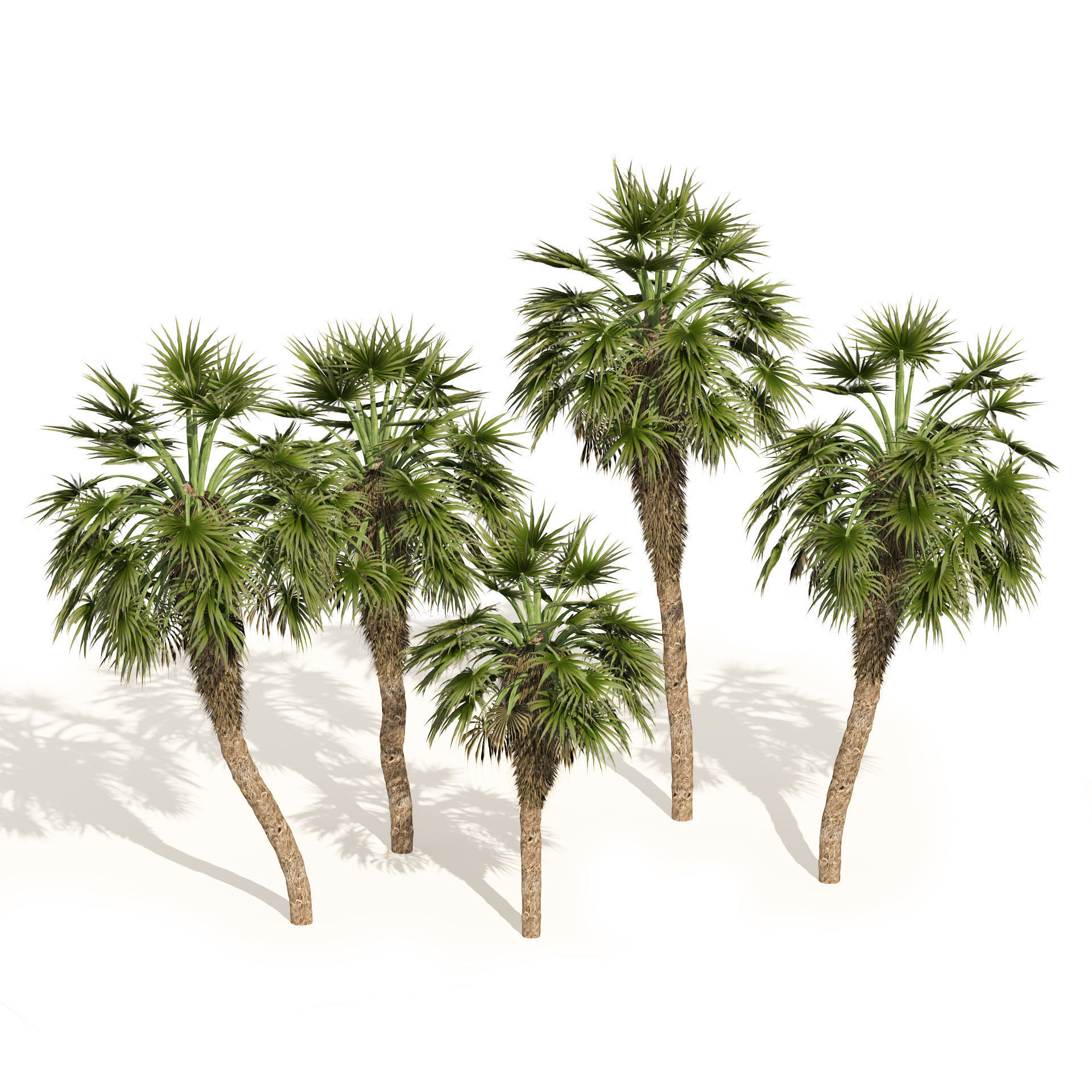 5 Fountain Palms Low-poly 3D model_4