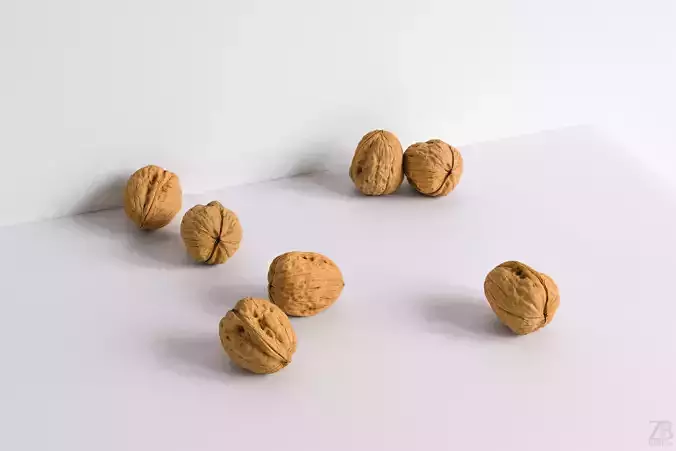 Walnut 3D model