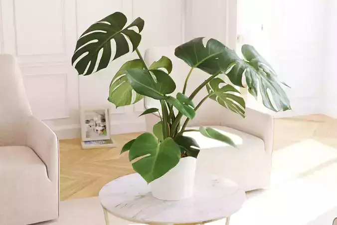 Monstera deliciosa in ceramic pot