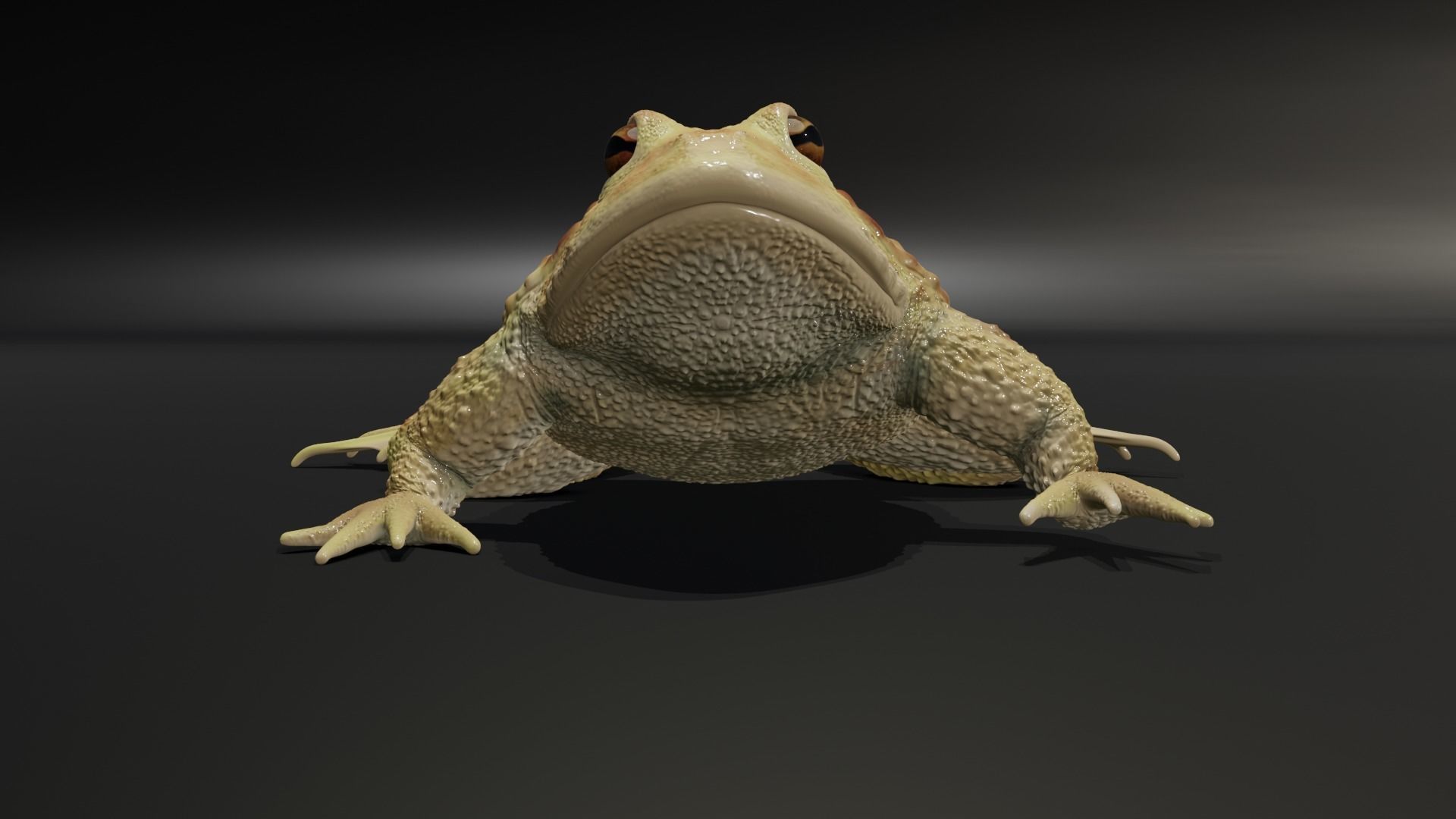 Rigged Toad 3D model_3