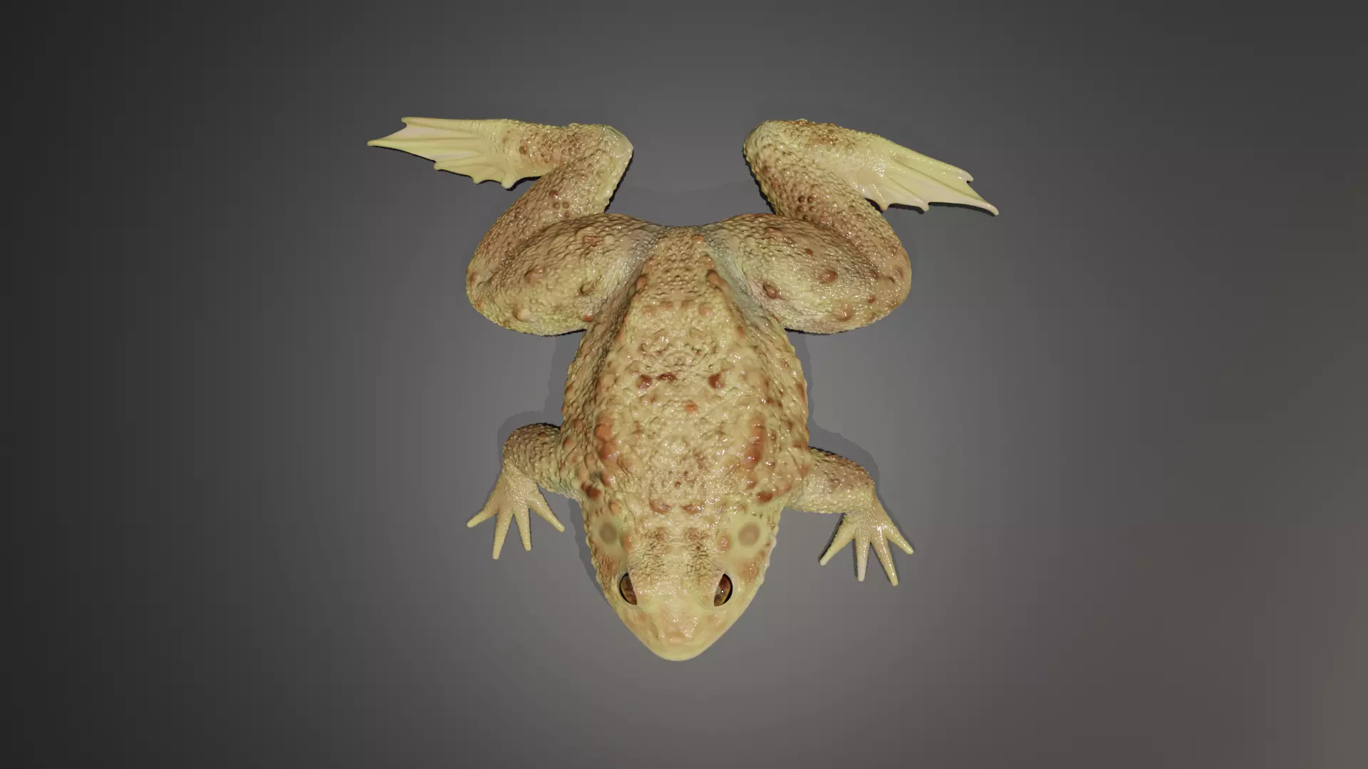 Rigged Toad 3D model_0