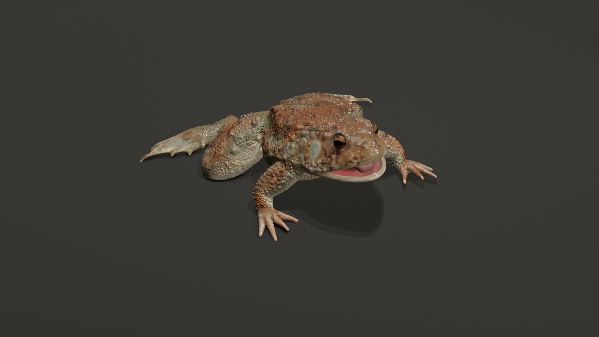 Rigged Toad 3D model_4