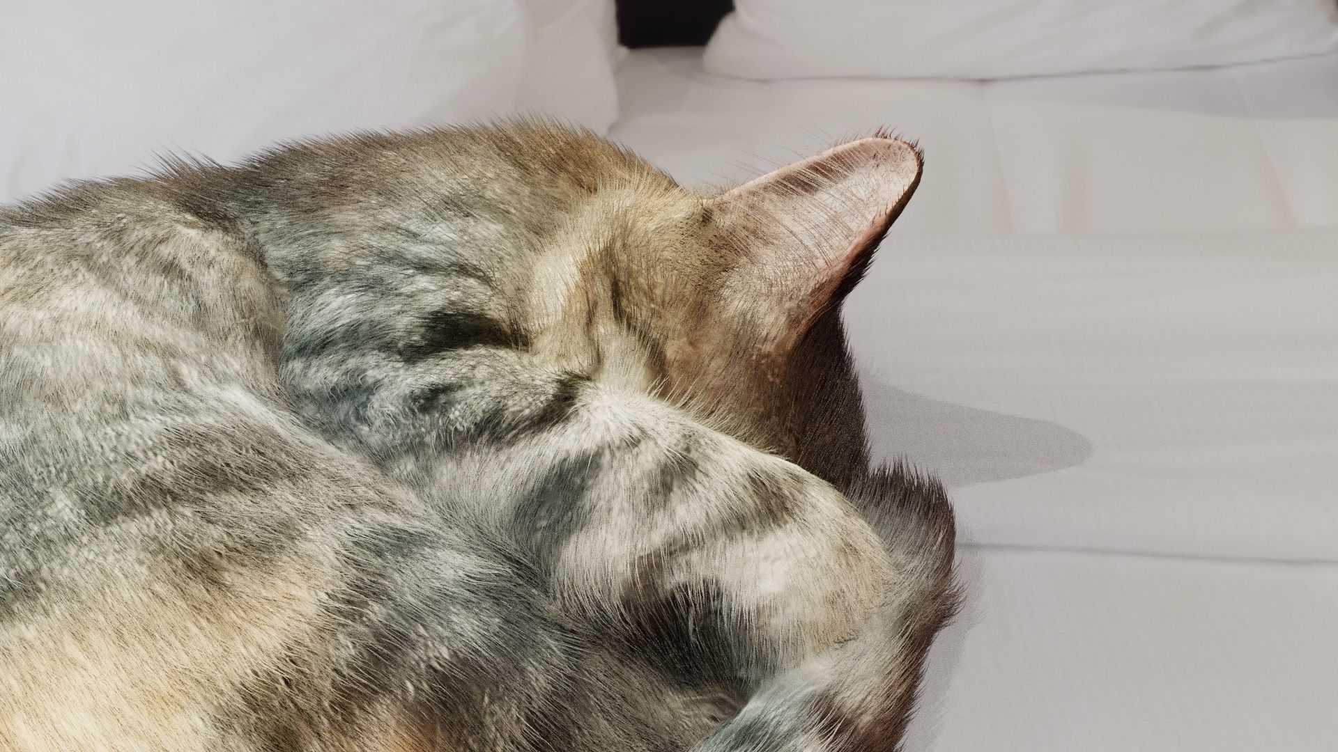 Cat sleeping Low-poly 3D model_5