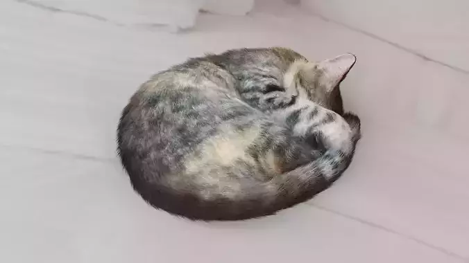 Cat sleeping
