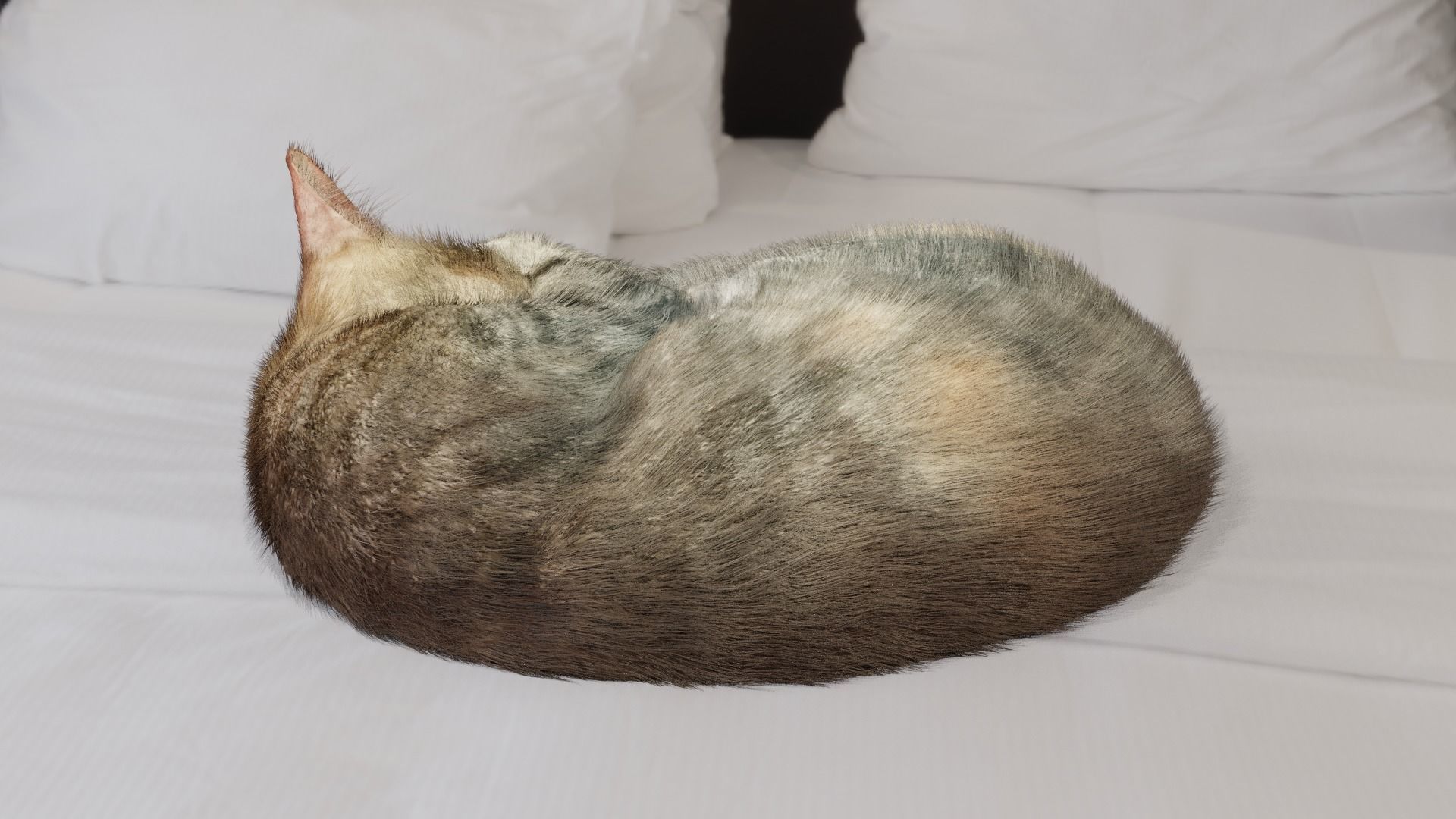 Cat sleeping Low-poly 3D model_2