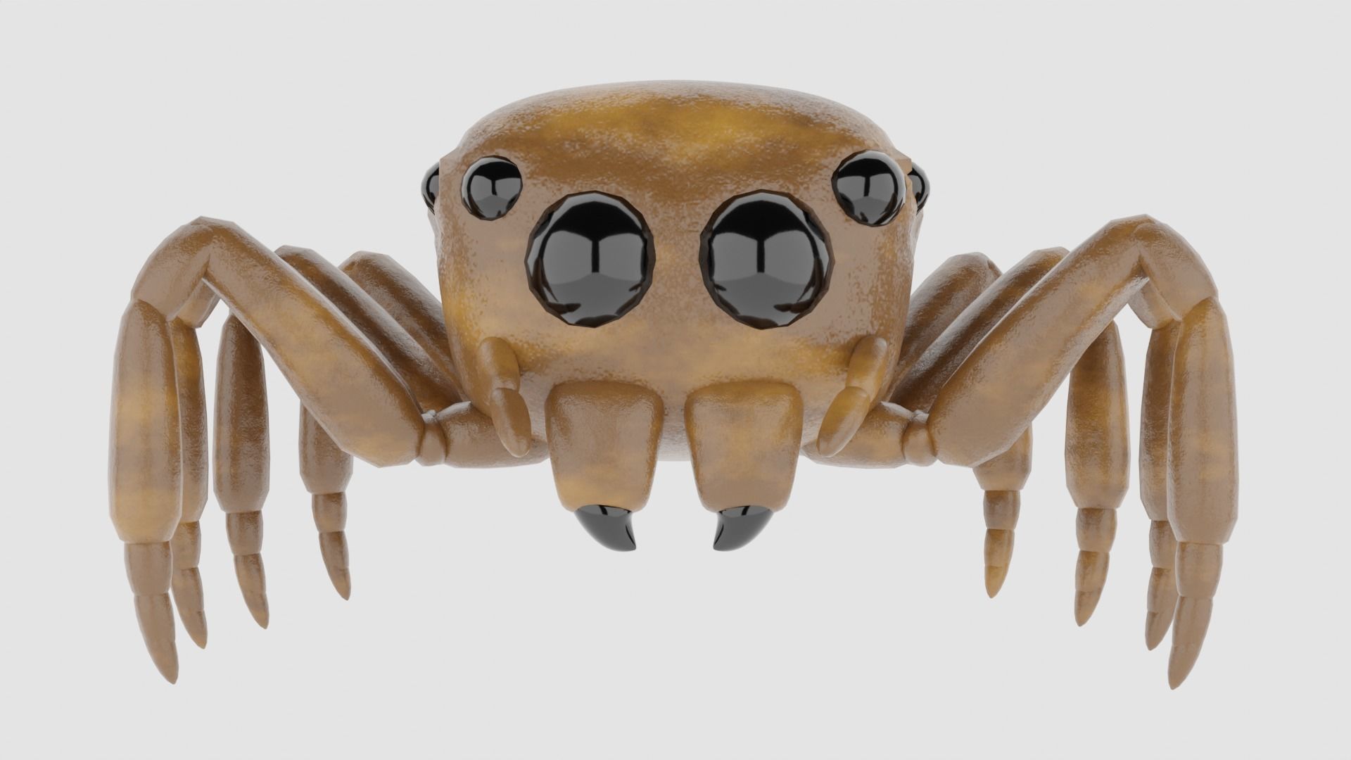 Salticidae spider 3D model_2