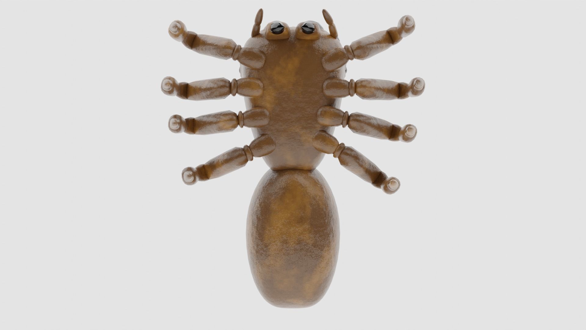 Salticidae spider 3D model_4