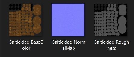 Salticidae spider 3D model_8