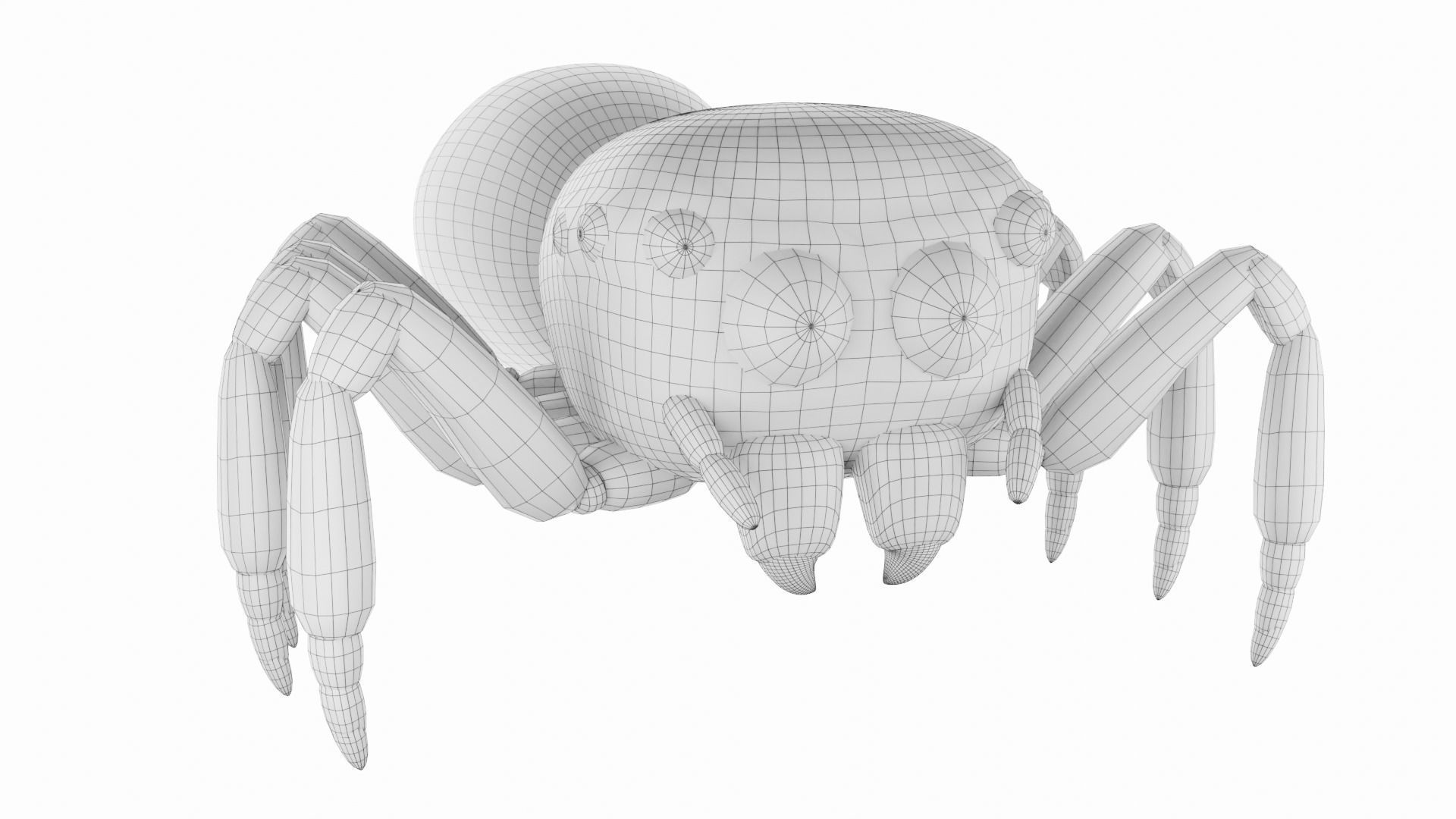 Salticidae spider 3D model_6