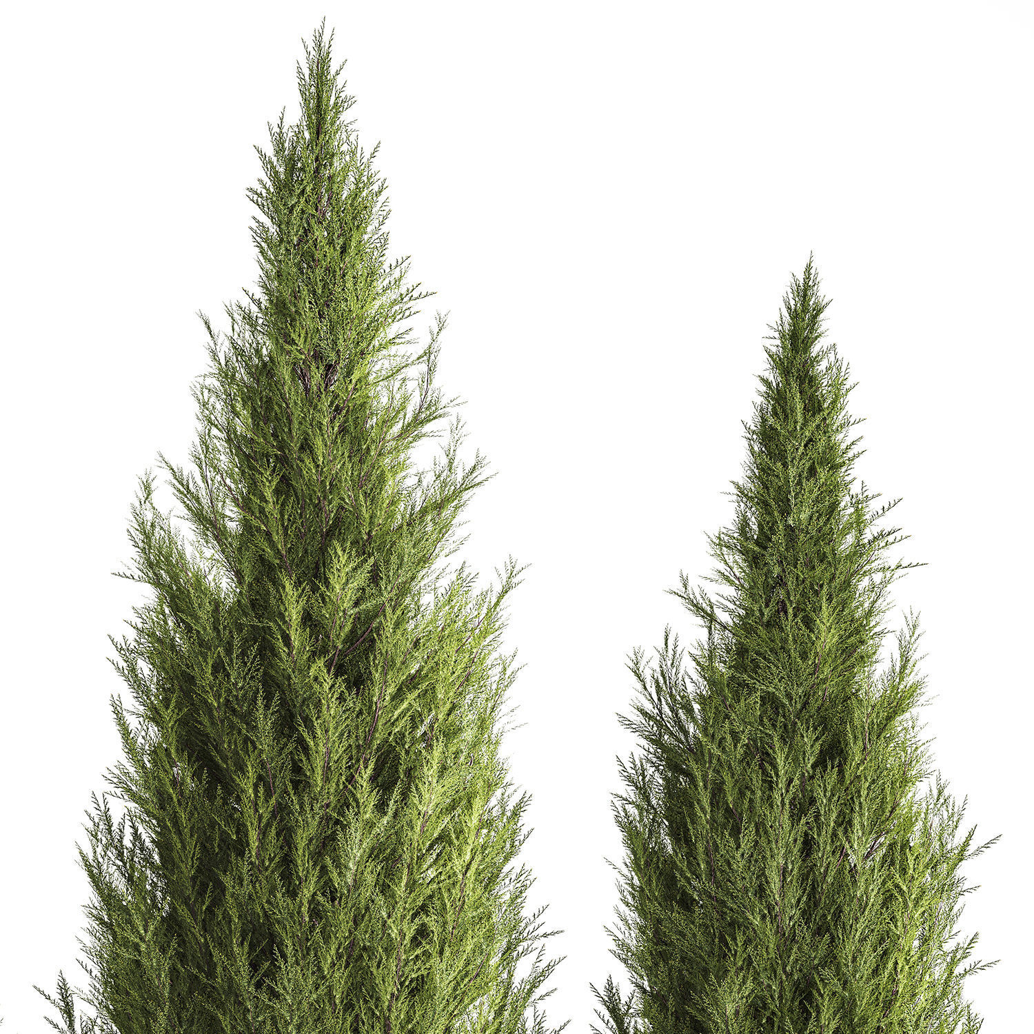 Juniper Thuja And Cypress For Landscape Design 1159 3D model_2