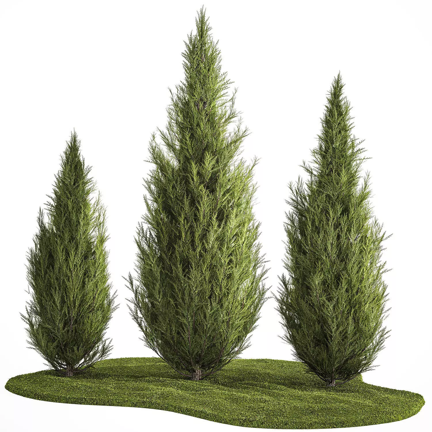 Juniper Thuja And Cypress For Landscape Design 1159 3D model_0