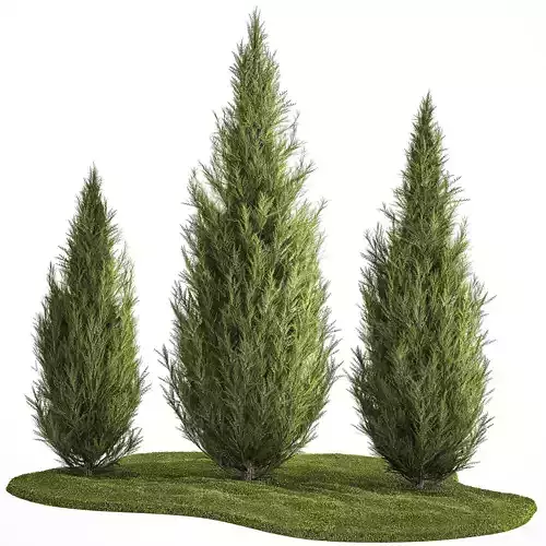 Juniper Thuja And Cypress For Landscape Design 1159 3D model
