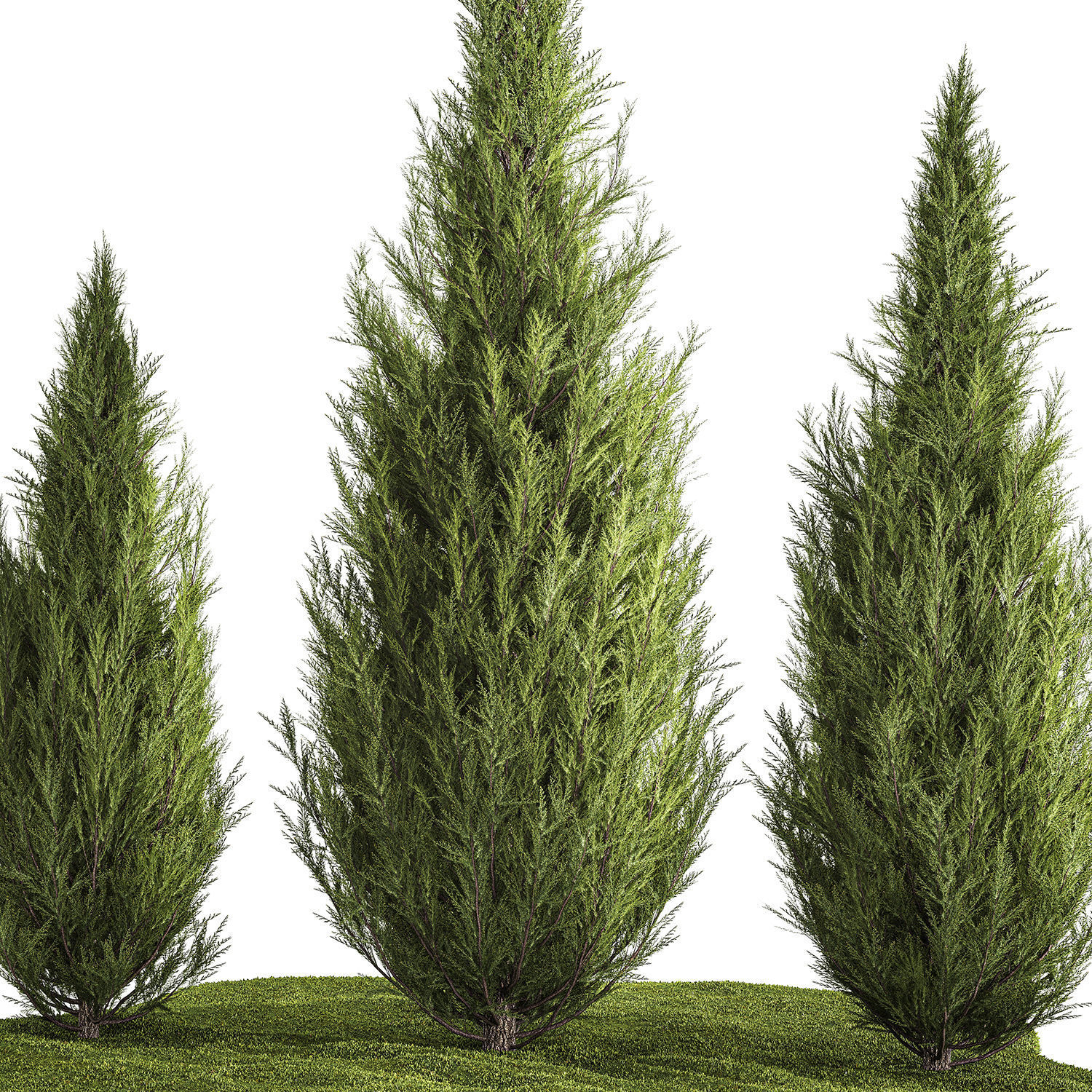Juniper Thuja And Cypress For Landscape Design 1159 3D model_1