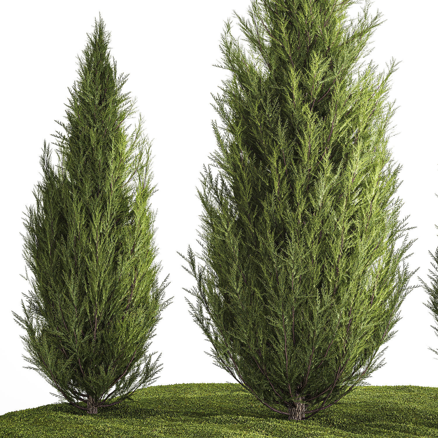 Juniper Thuja And Cypress For Landscape Design 1159 3D model_4