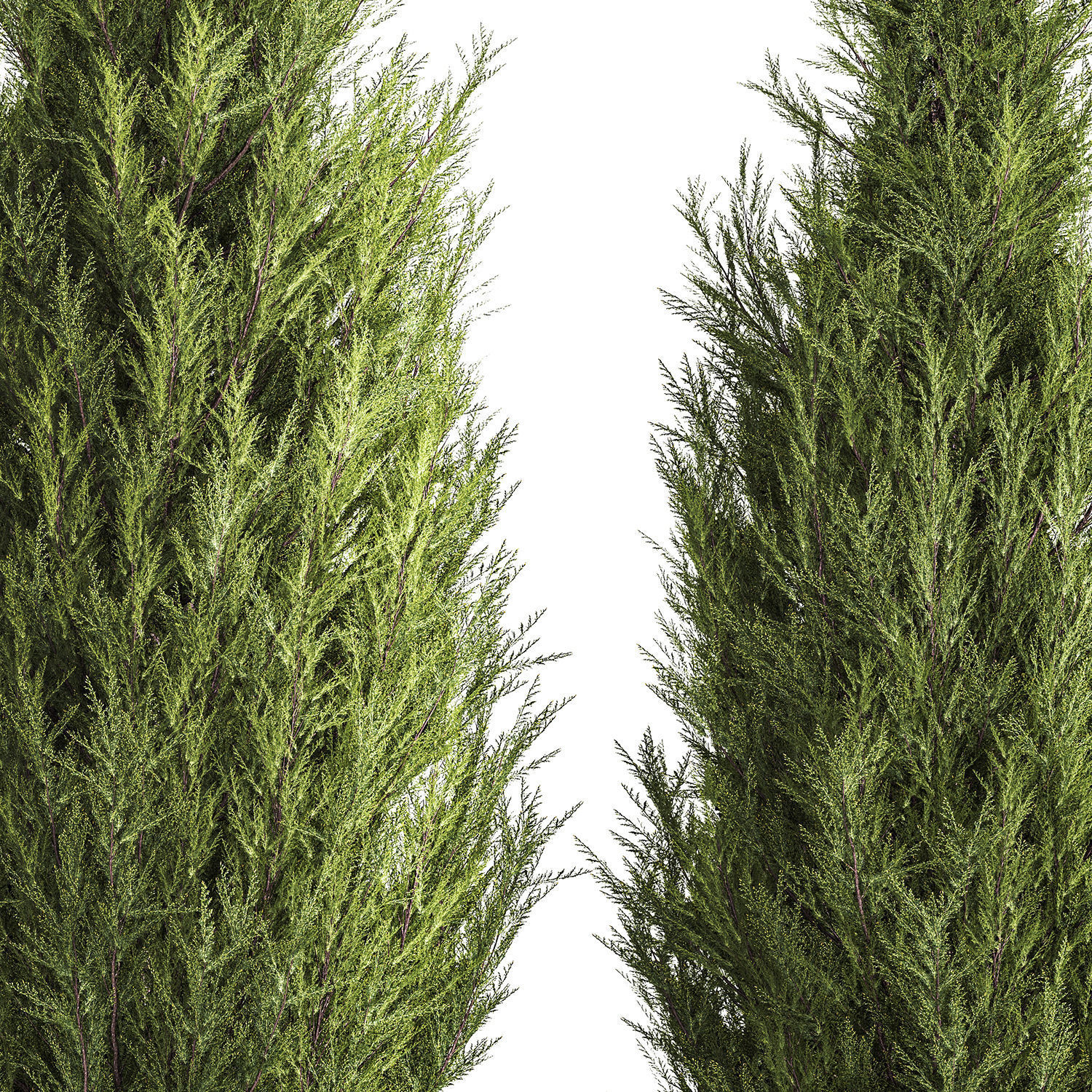 Juniper Thuja And Cypress For Landscape Design 1159 3D model_3