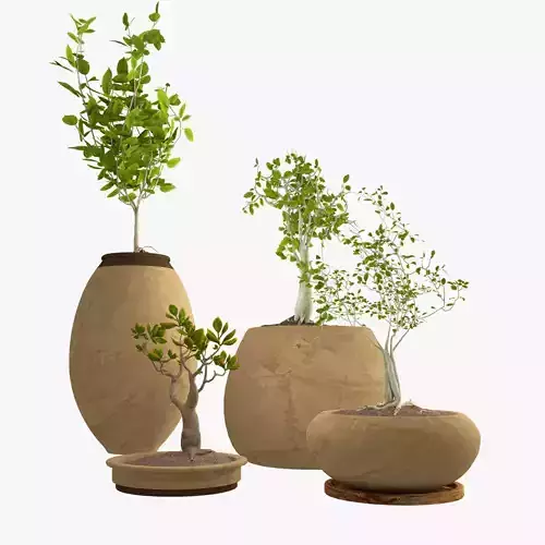 Plants bonsai collection