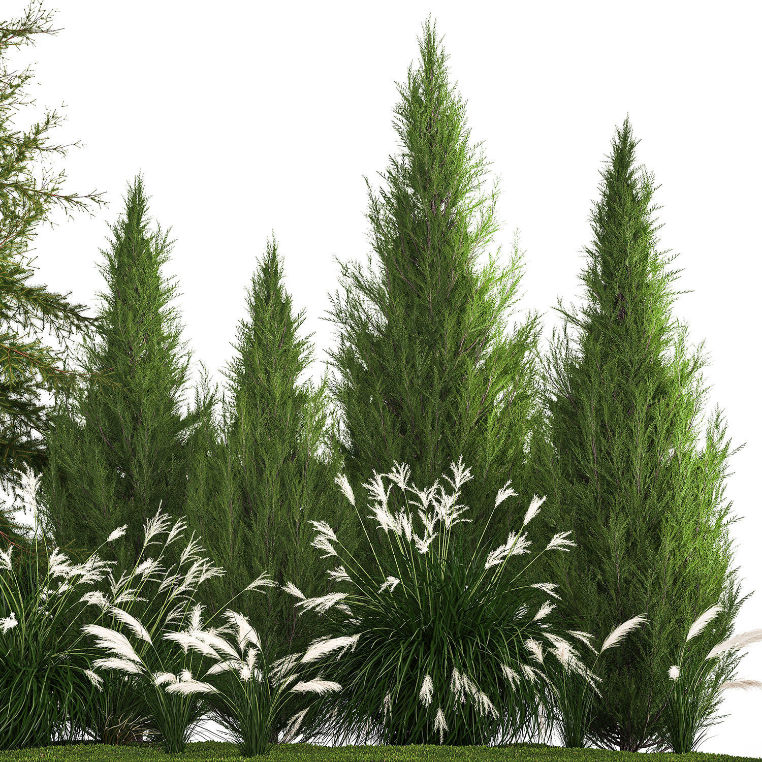 Garden of thuja and cypress trees with Miscanthus bushes 1158 3D model_5