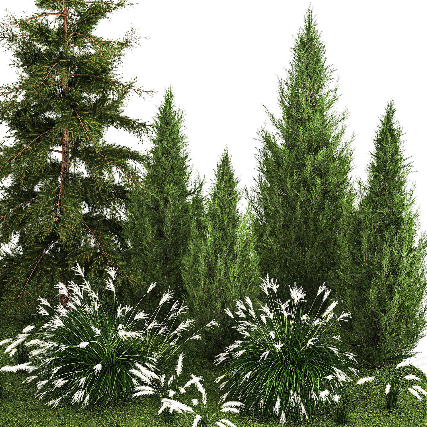 Garden of thuja and cypress trees with Miscanthus bushes 1158 3D model_3