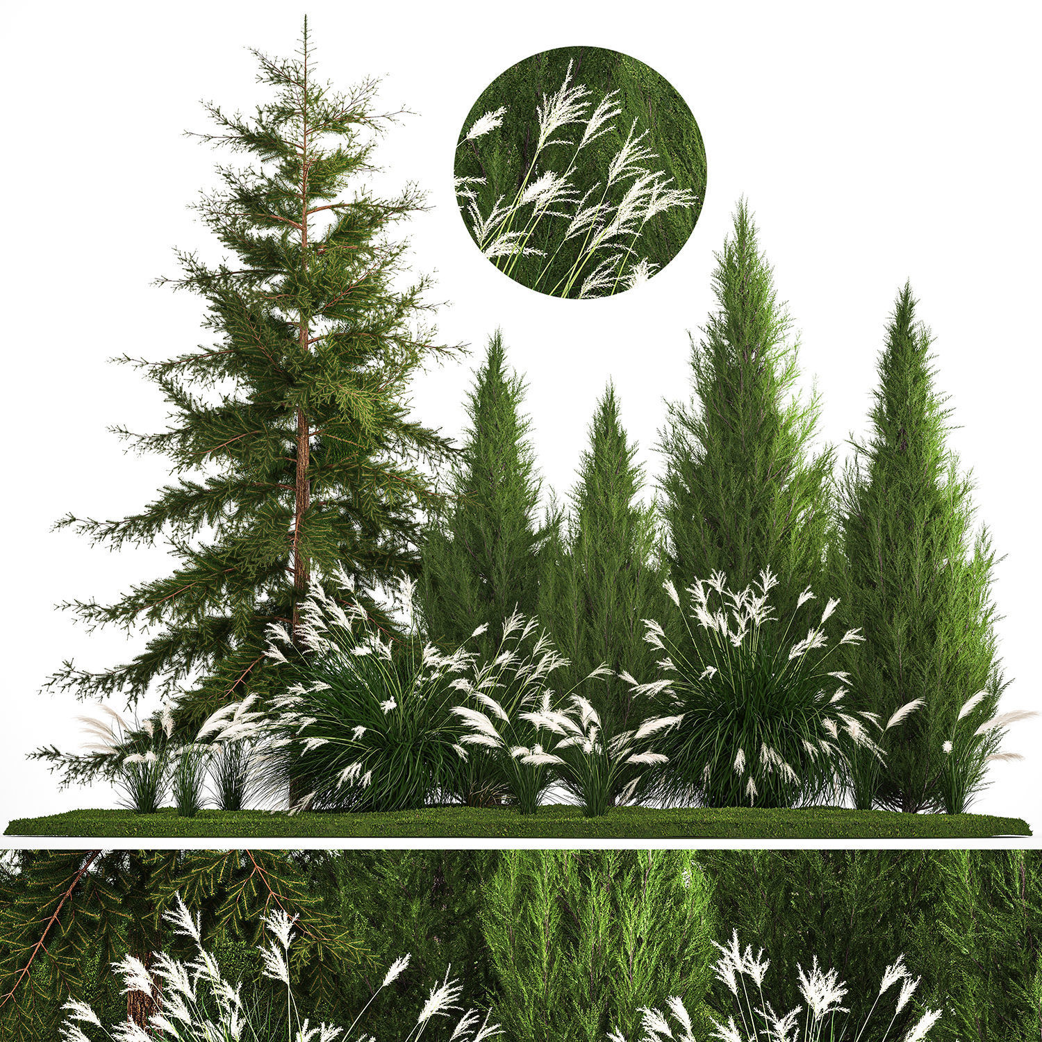 Garden of thuja and cypress trees with Miscanthus bushes 1158 3D model_1