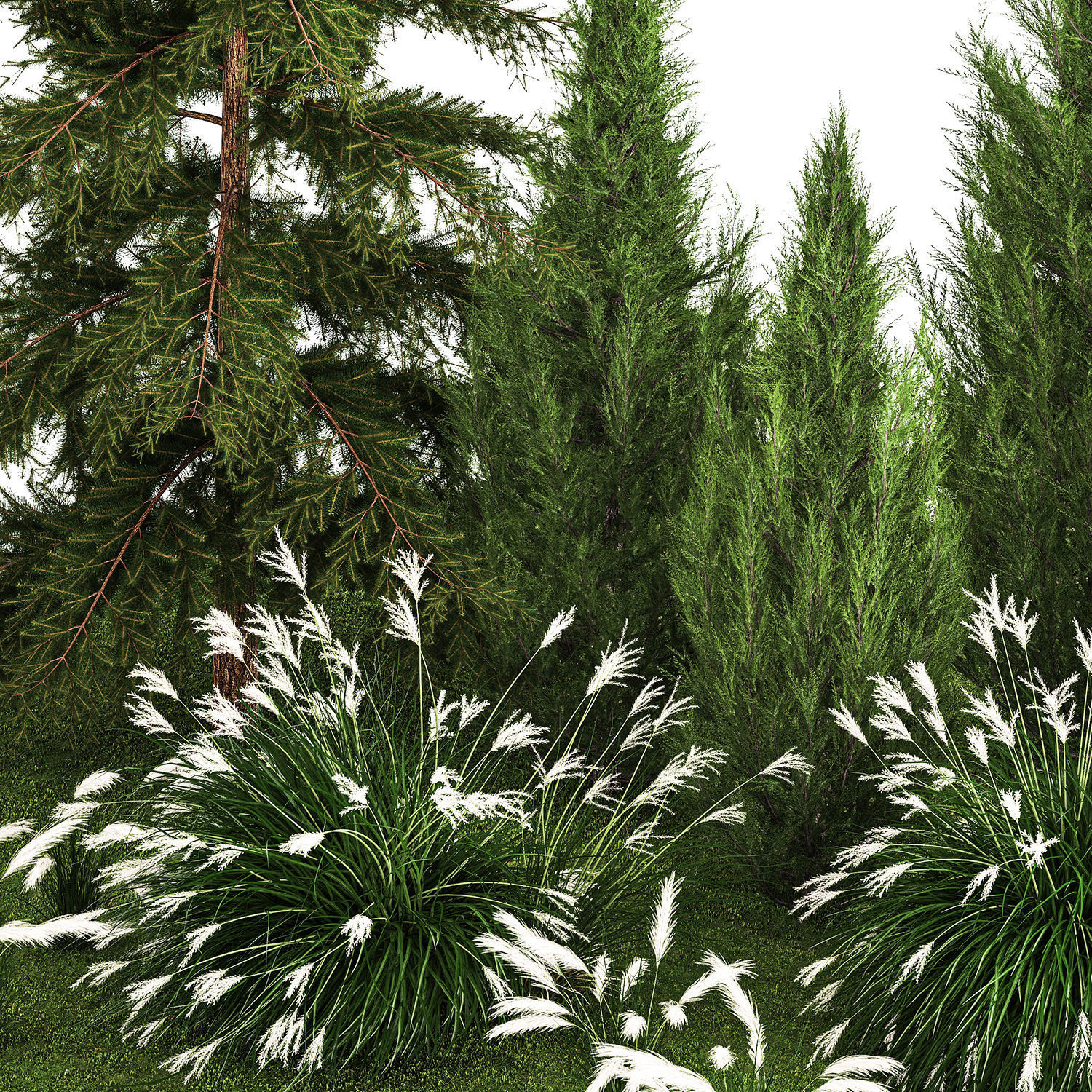 Garden of thuja and cypress trees with Miscanthus bushes 1158 3D model_4