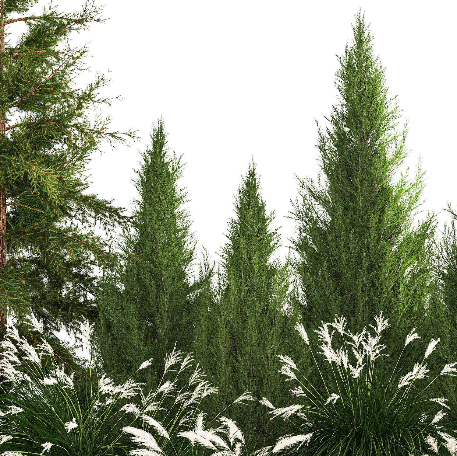 Garden of thuja and cypress trees with Miscanthus bushes 1158 3D model_7