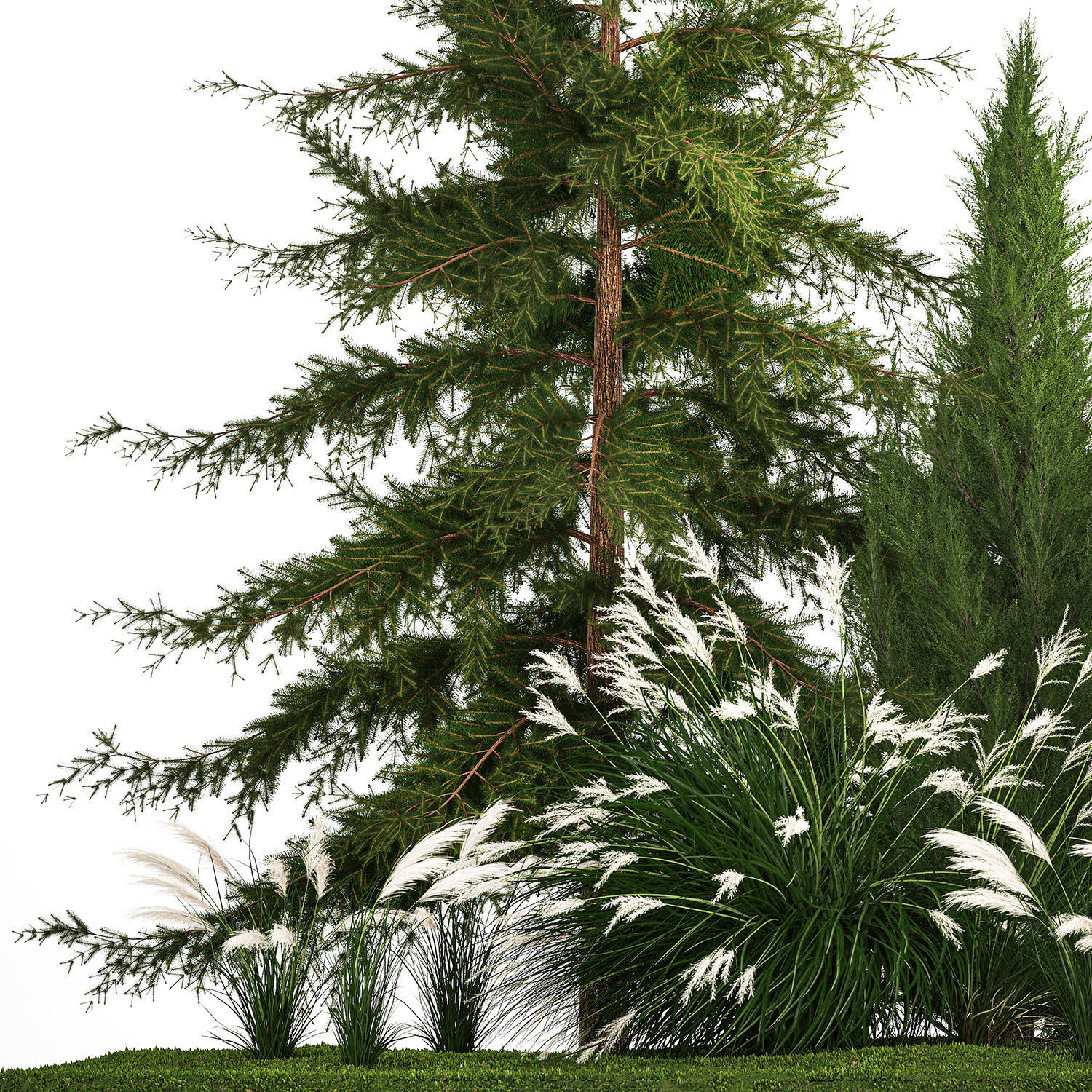 Garden of thuja and cypress trees with Miscanthus bushes 1158 3D model_6
