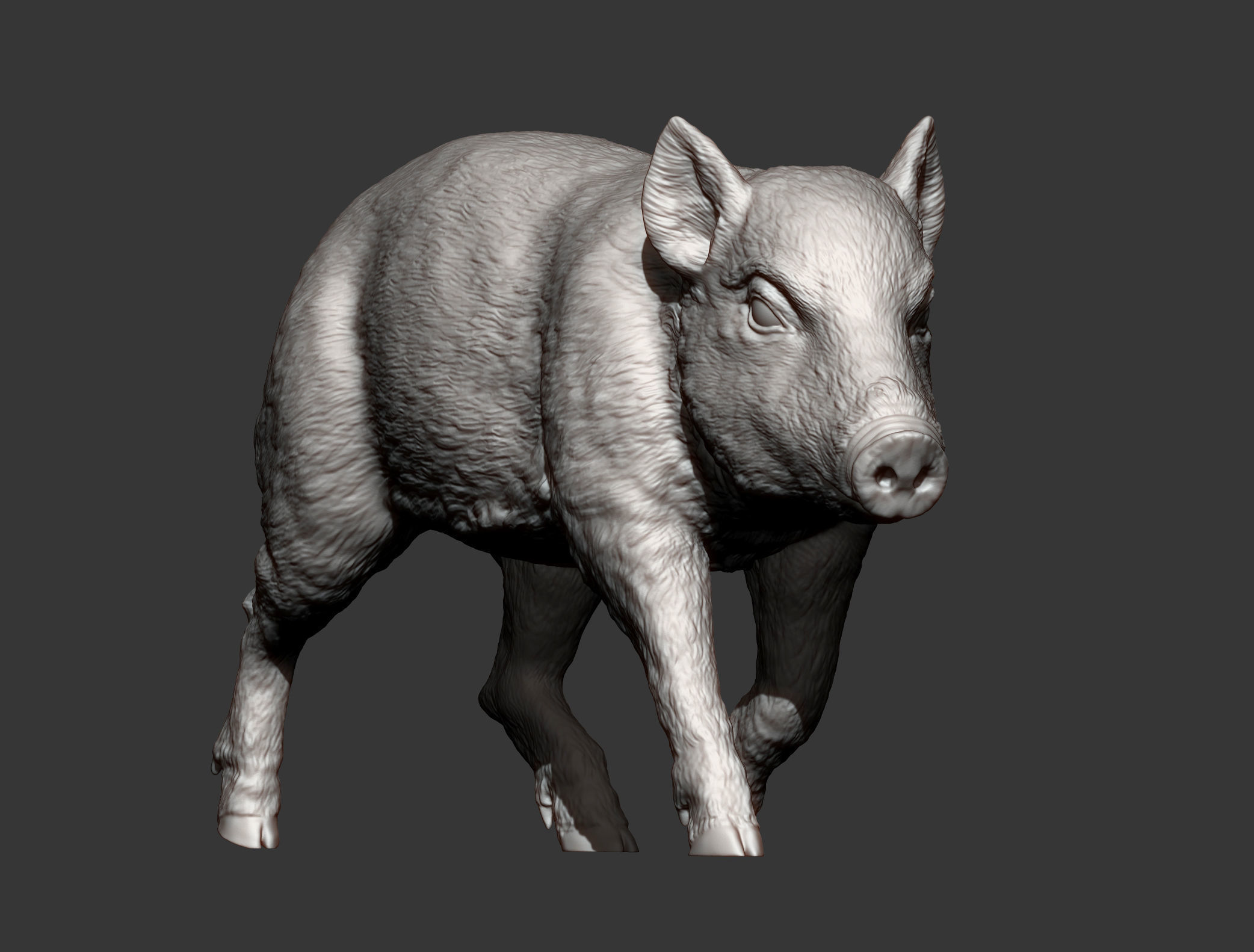 Small wild boar 3D print model_13