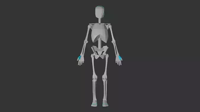 Male Skeleton For Artists