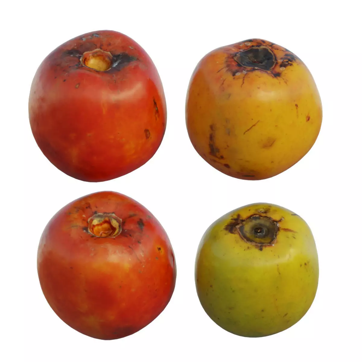 persimmon four ripe mangoes 3D model_0