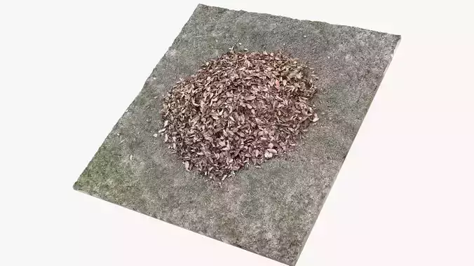 Leaves on the ground 3d scan