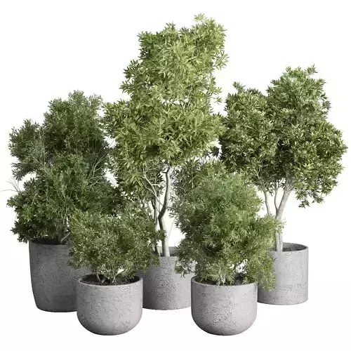 Outdoor Plants Trees and shrubs in Pot Set 144