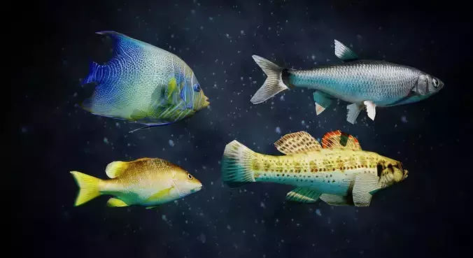 Fish collection low-poly fishes Low-poly 3D model