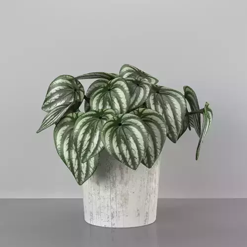 indoor plant - peperomia watermelone