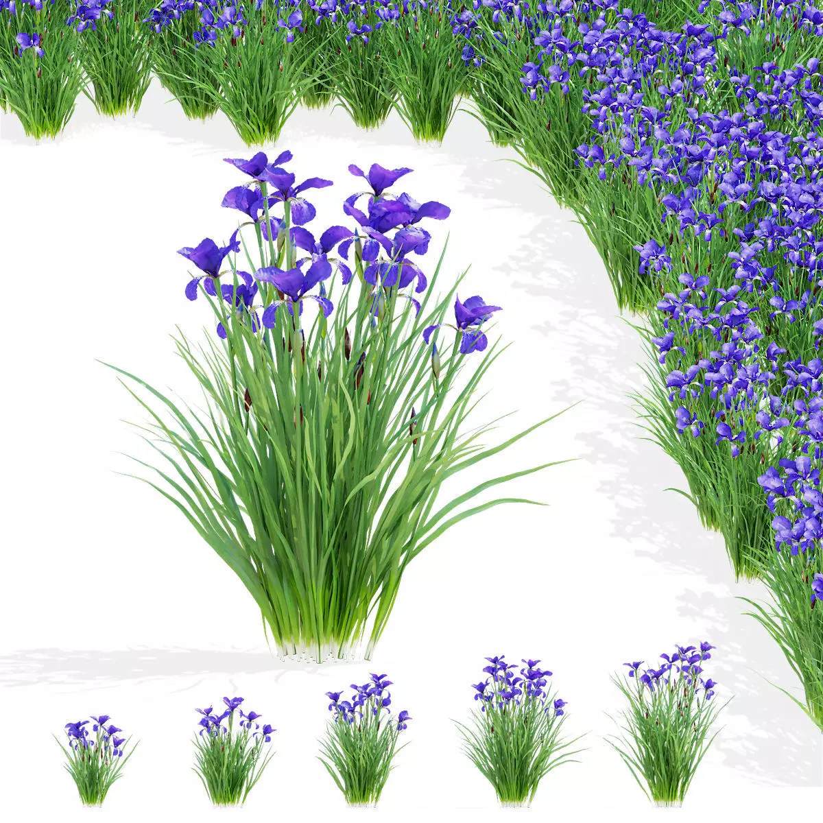 Iris sibirica flower 3D model