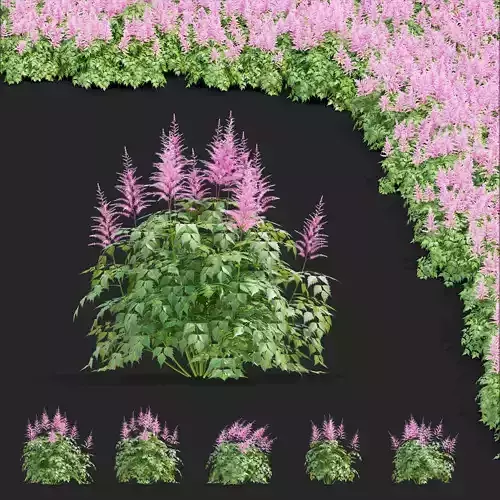 Astilbe japonica pink 3D model