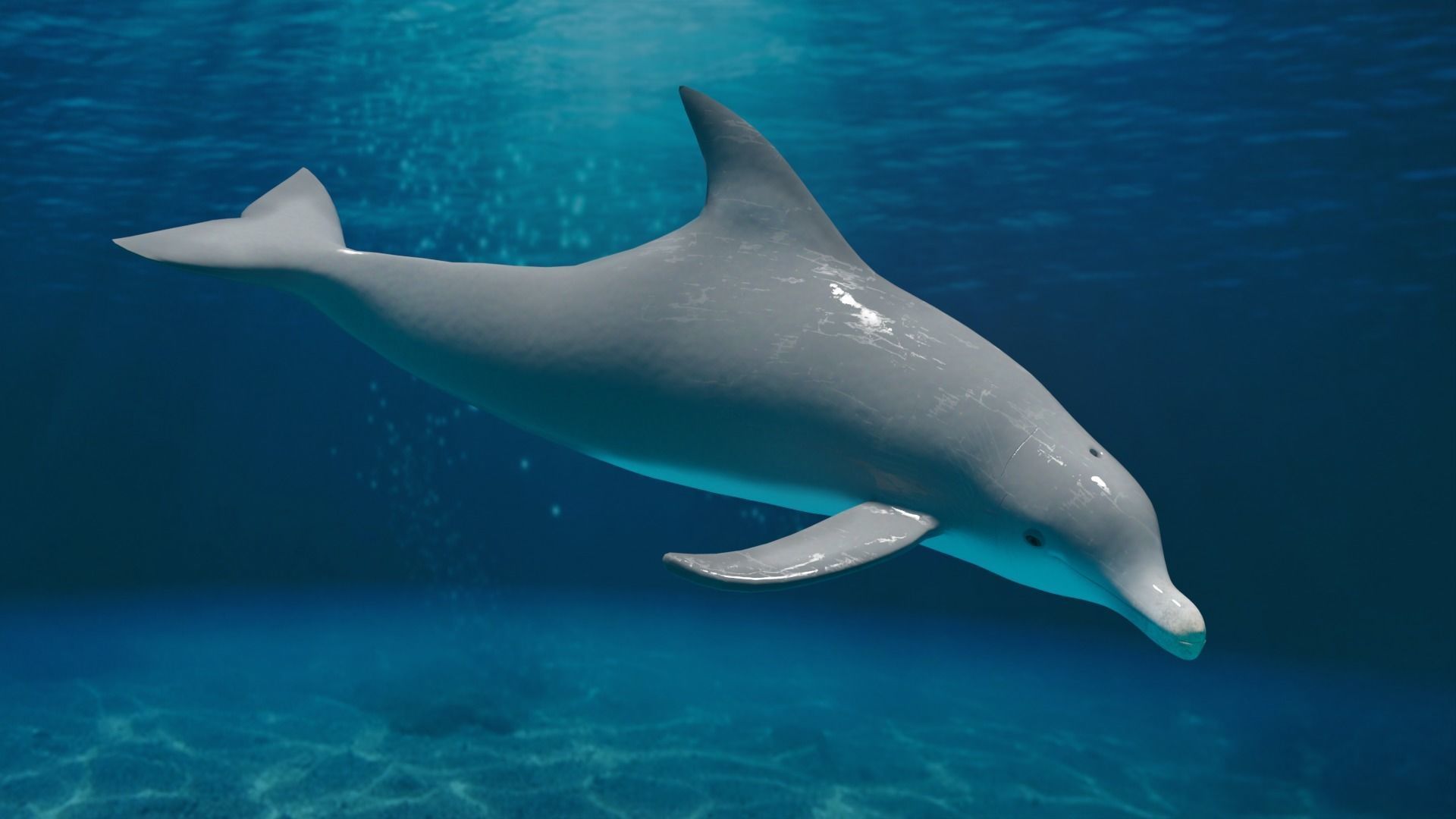 DOLPHIN LOW-POLY 3D MODEL whale tail Low-poly 3D model_5