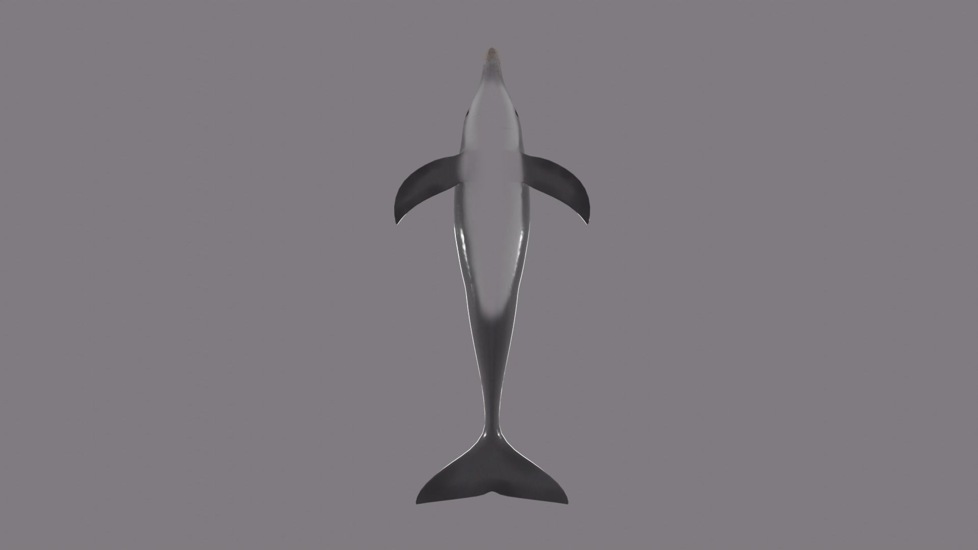 DOLPHIN LOW-POLY 3D MODEL whale tail Low-poly 3D model_11