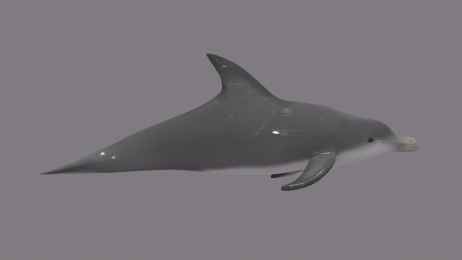 DOLPHIN LOW-POLY 3D MODEL whale tail Low-poly 3D model_8