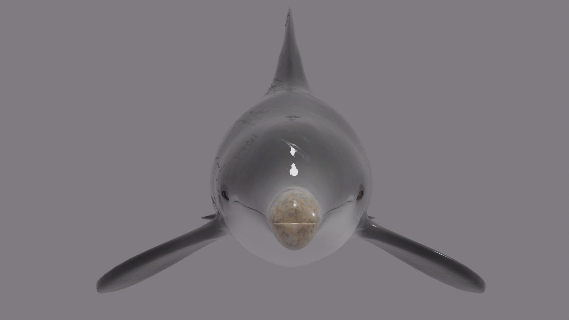 DOLPHIN LOW-POLY 3D MODEL whale tail Low-poly 3D model_7