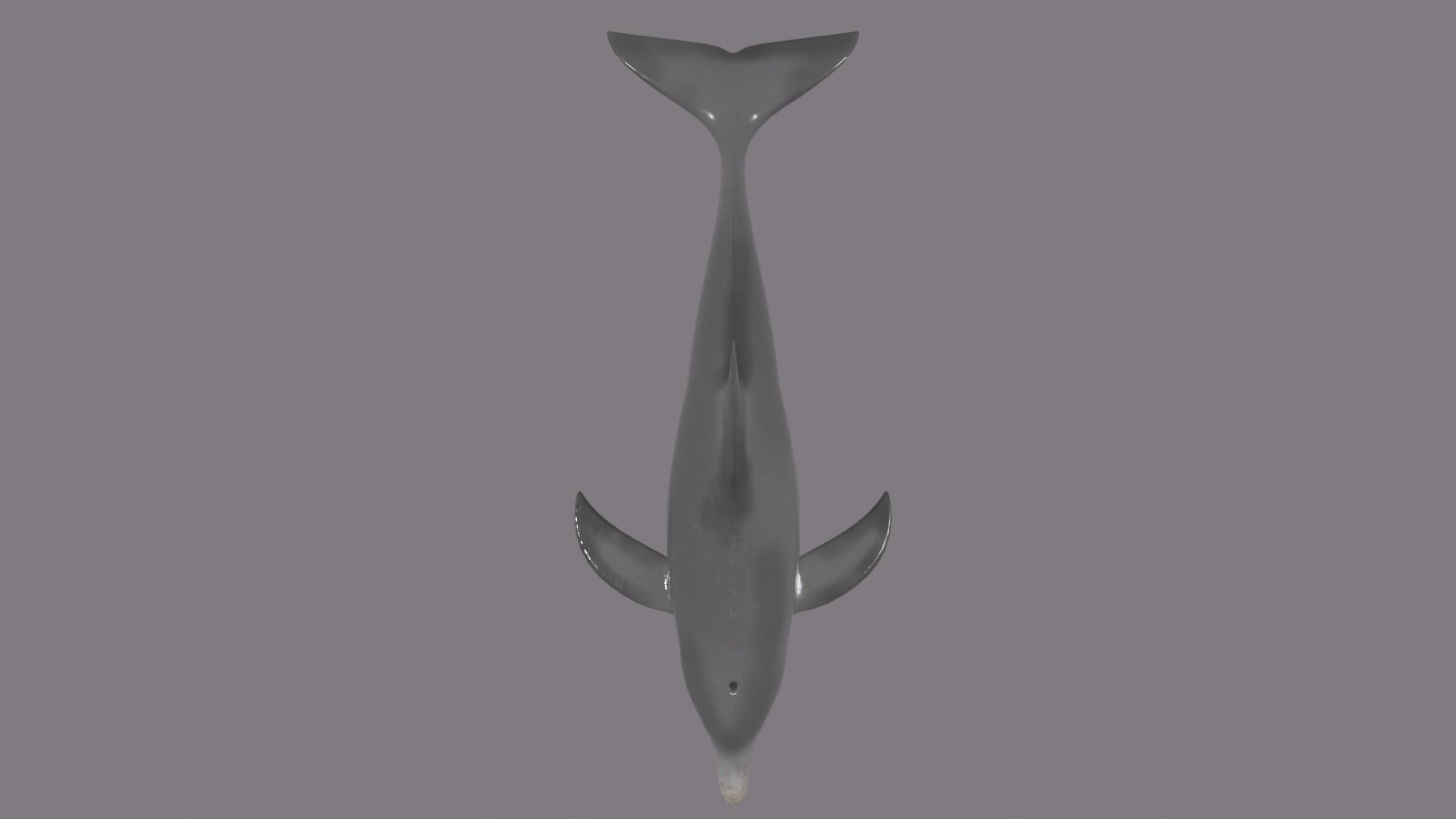 DOLPHIN LOW-POLY 3D MODEL whale tail Low-poly 3D model_10