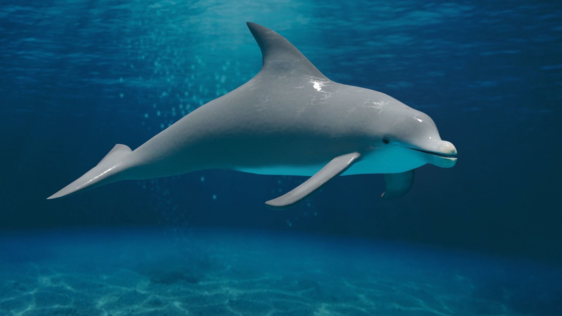 DOLPHIN LOW-POLY 3D MODEL whale tail Low-poly 3D model_15