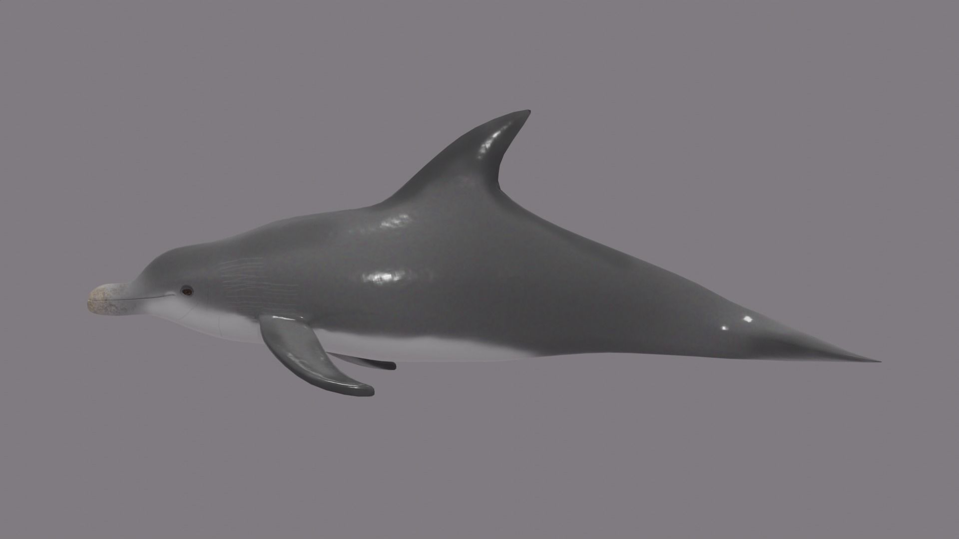 DOLPHIN LOW-POLY 3D MODEL whale tail Low-poly 3D model_6