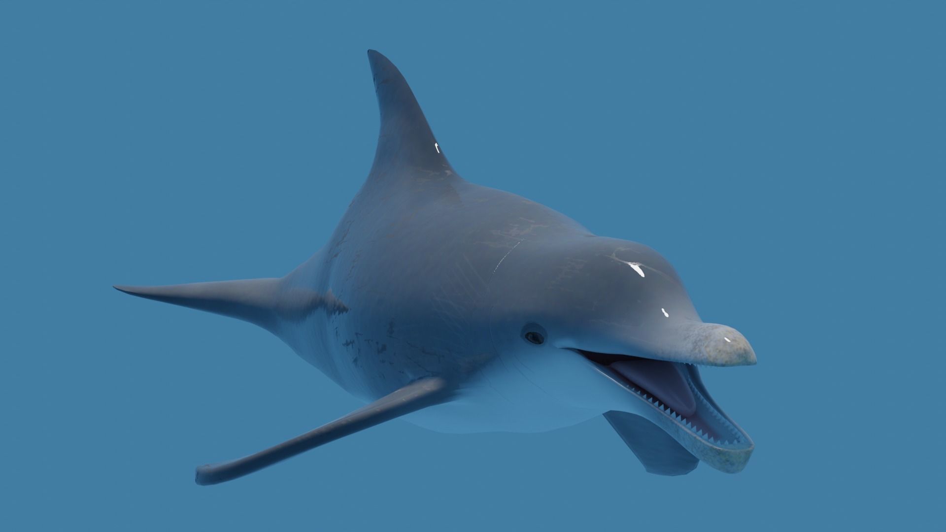 DOLPHIN LOW-POLY 3D MODEL whale tail Low-poly 3D model_3