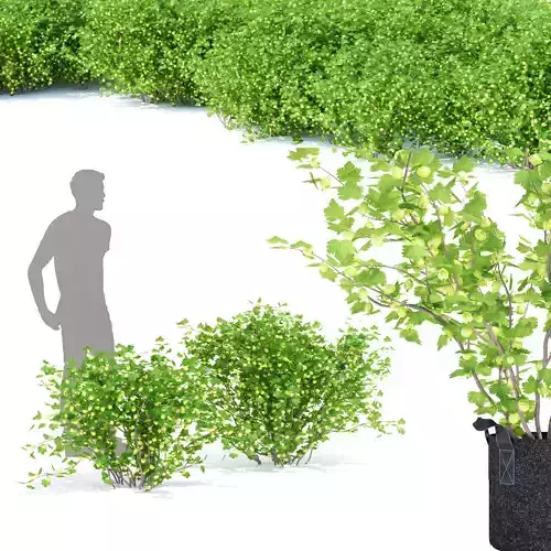 Gooseberry berry bush 3D model