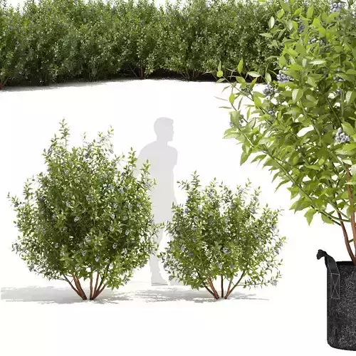 Blueberry bush berry 3D model