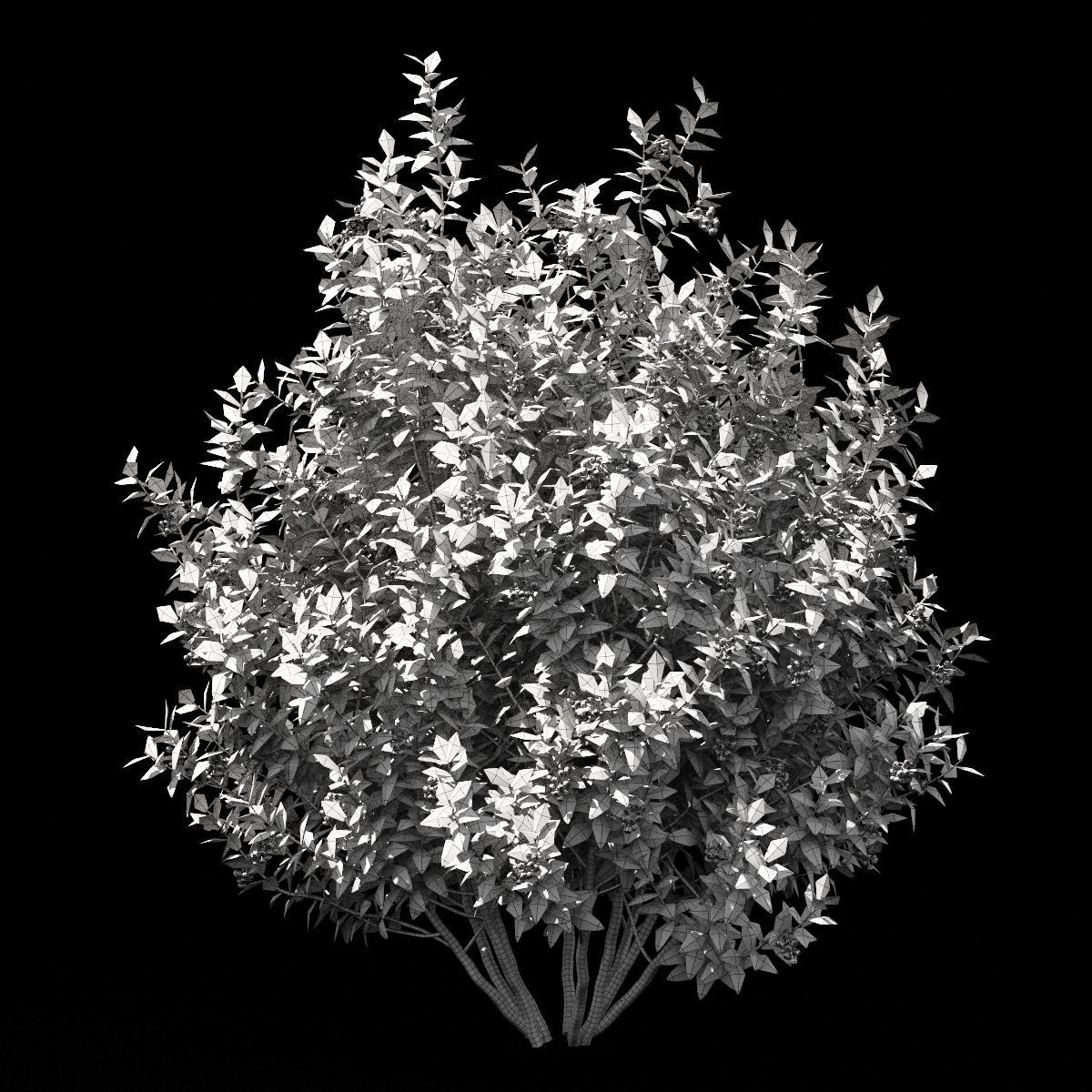 Blueberry bush berry 3D model_3