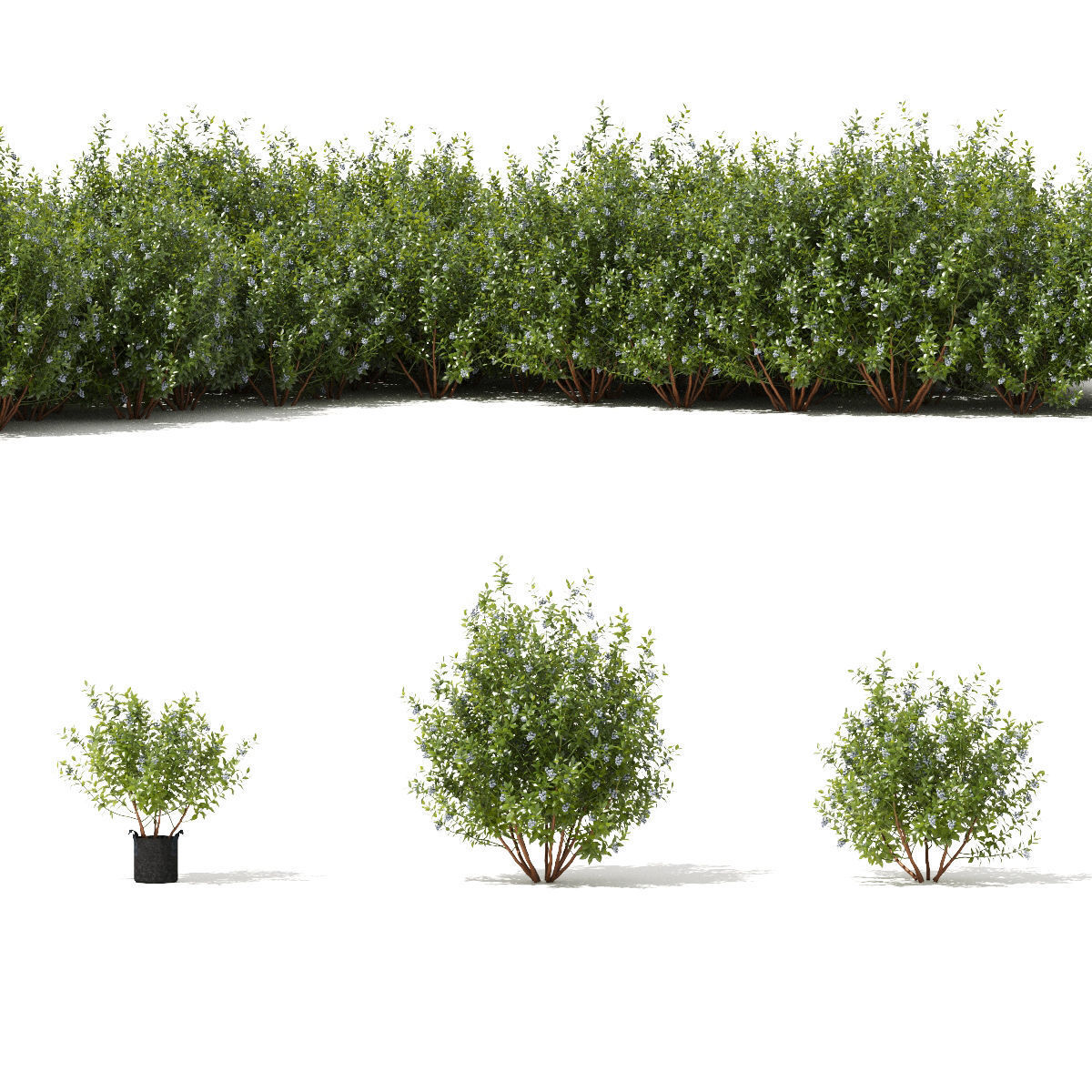 Blueberry bush berry 3D model_4