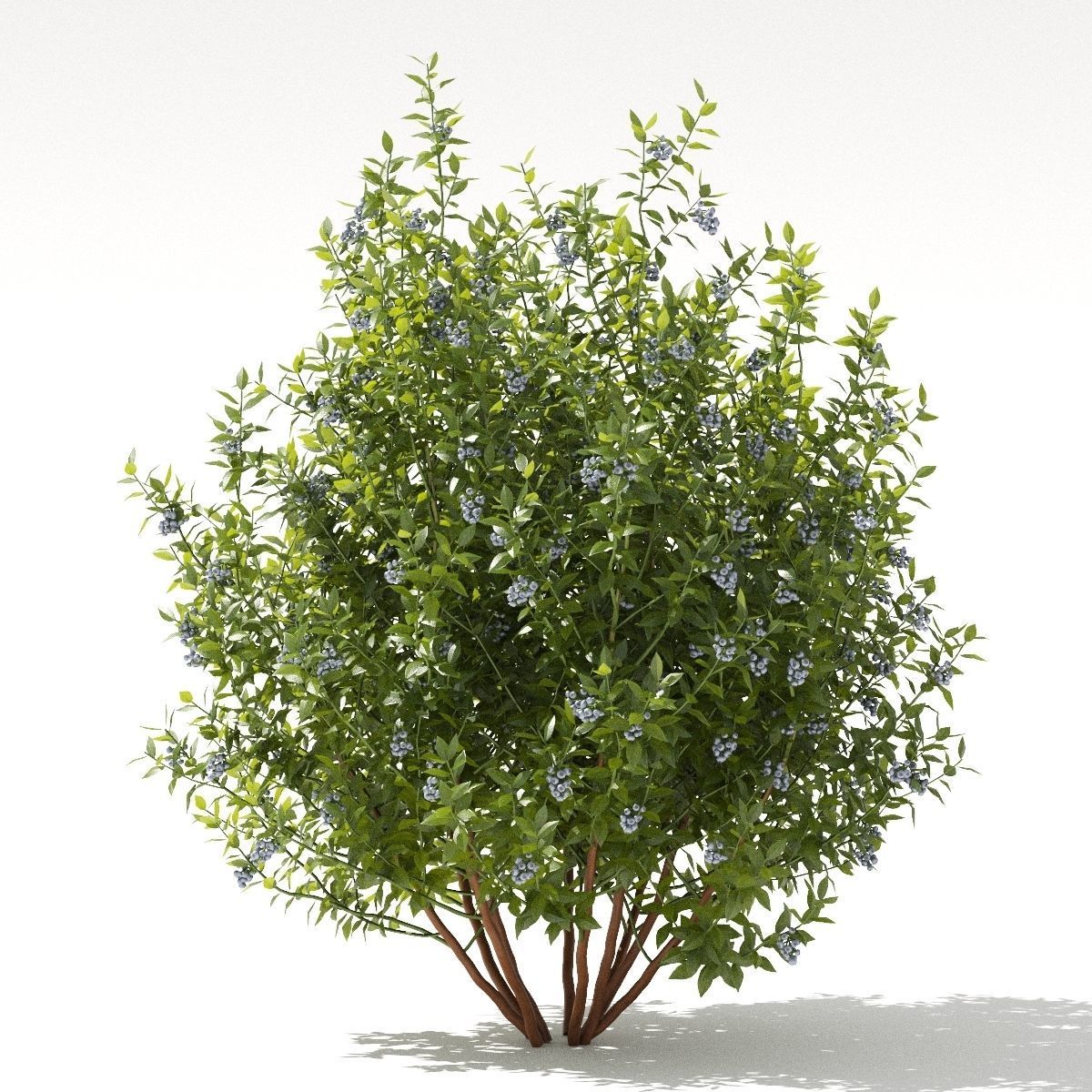 Blueberry bush berry 3D model_2