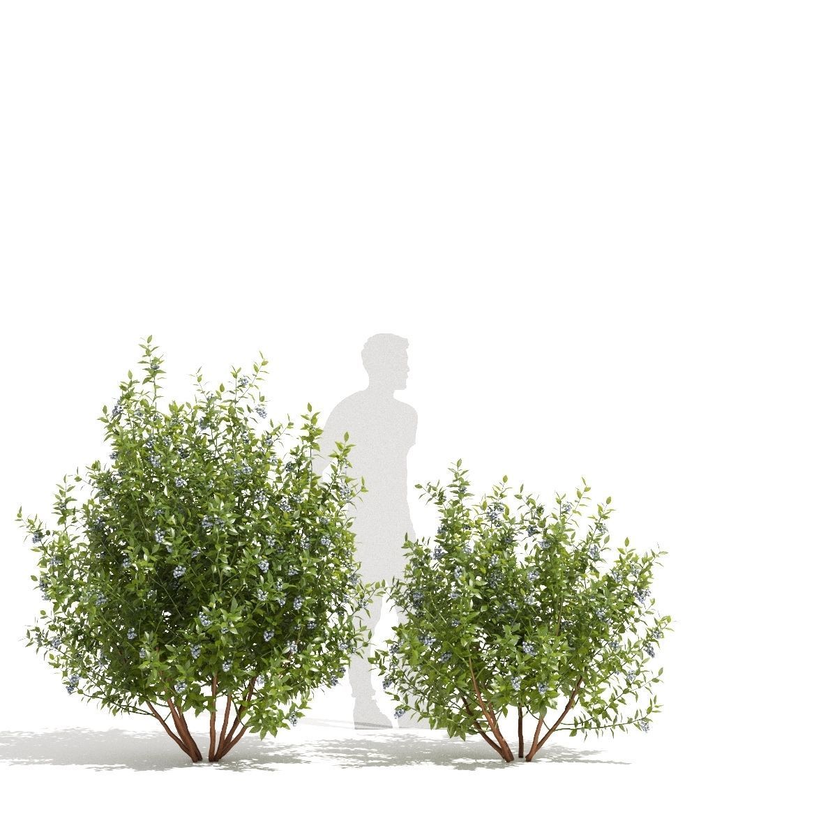Blueberry bush berry 3D model_5